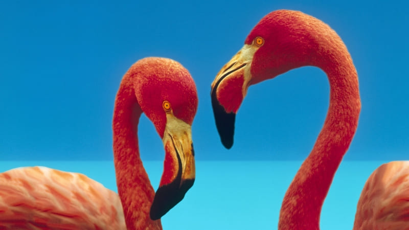 flamants rose sur fond bleu wallpaper photo