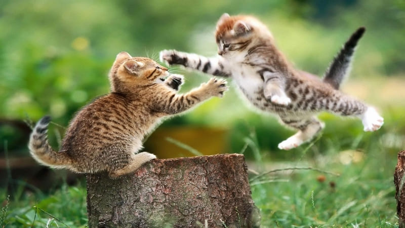 duel de chatons photo image