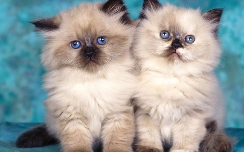 deux jeunes chaton yeux bleu photo