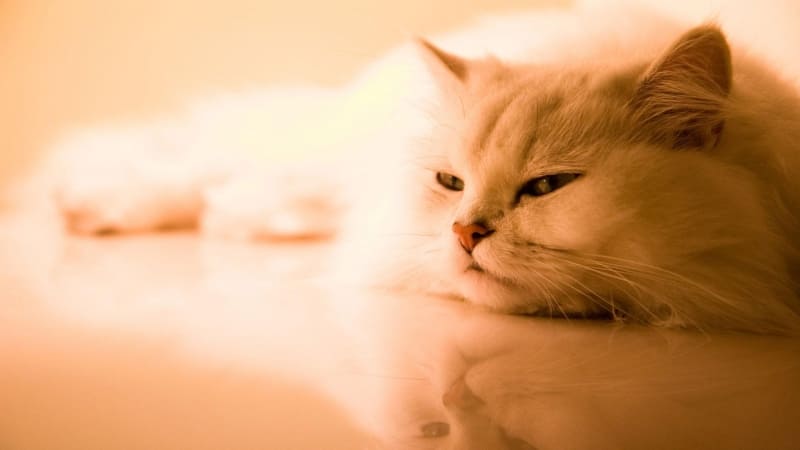 chat blanc photo wallpaper