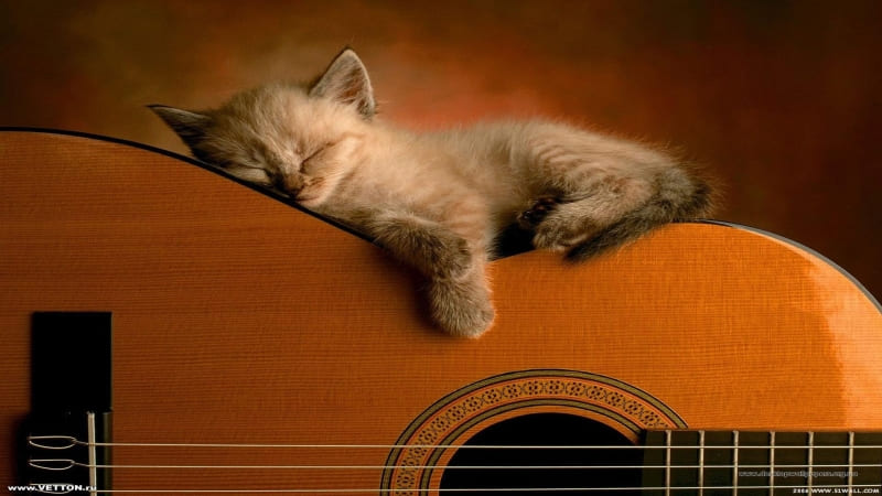 fond d'ecran chaton assoupi sur guitare telecharger gratuit wallpaper
