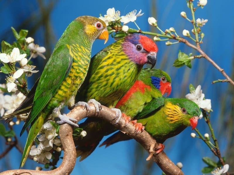 oiseaux multicolores photo