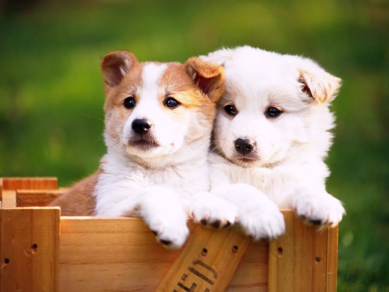 fond écran chiots chiens dog wallpaper gratuit 006