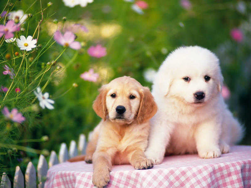 fond écran chiots chiens dog wallpaper gratuit 007