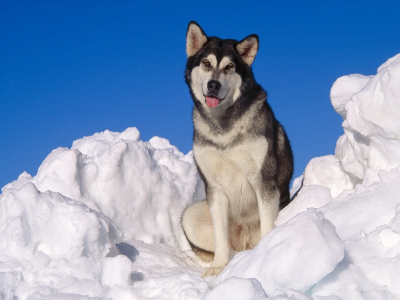 husky chien traineau photo