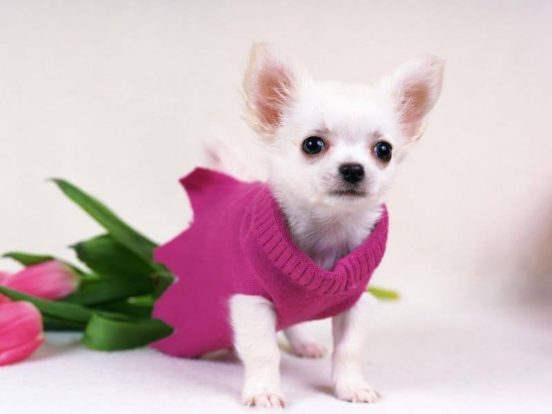 chihuahua dog chien wallpaper