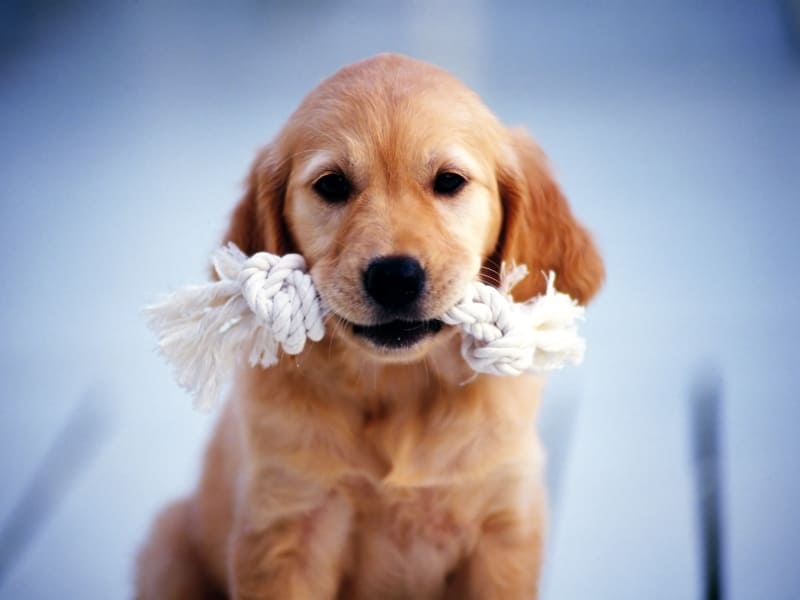 chiots chiens dog