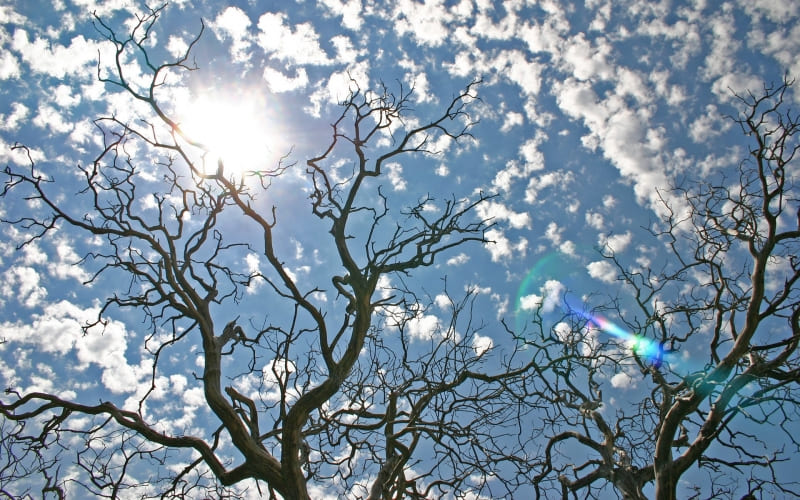 fond écran gratuit soleil dans les arbres ciel bleu et nuages wallpaper sun photo bureau Windows