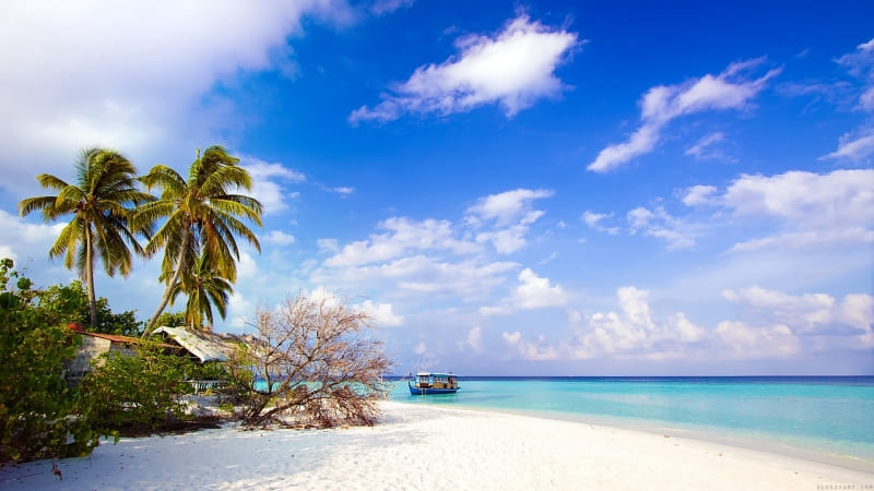 plage de rêve cocotier et sable blanc