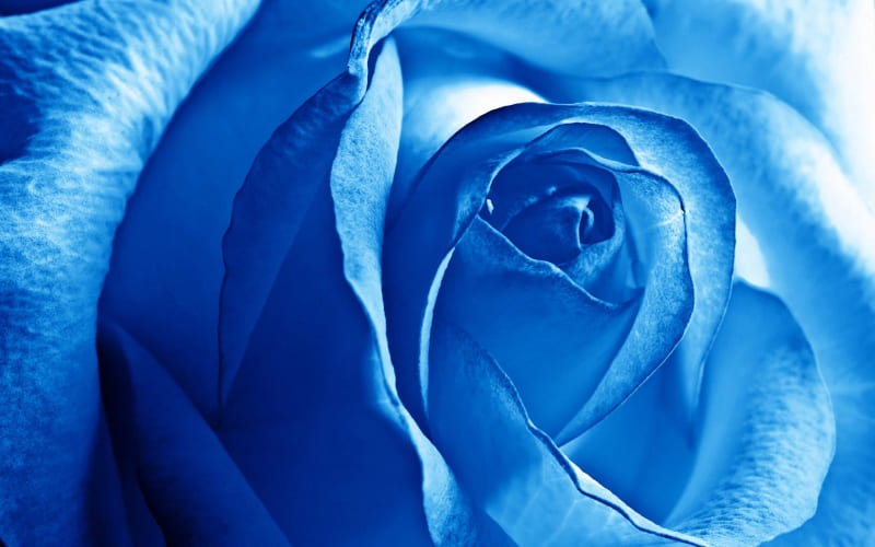 fleur rose bleu