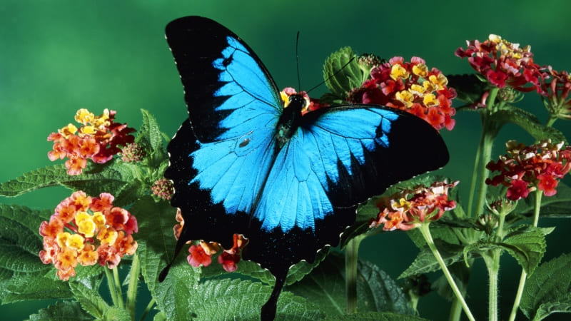 photo papillon bleu et noir sur fleurs wallpaper