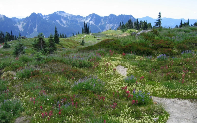 photo prairie fleurie montagne