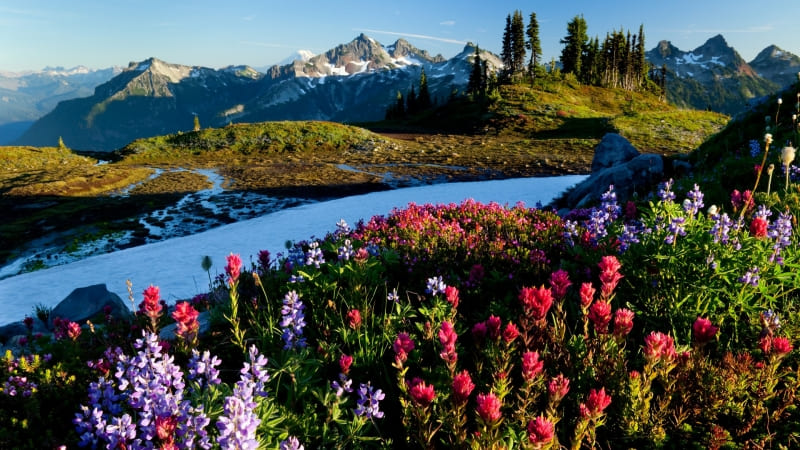 photo prairie fleurie montagne printemps