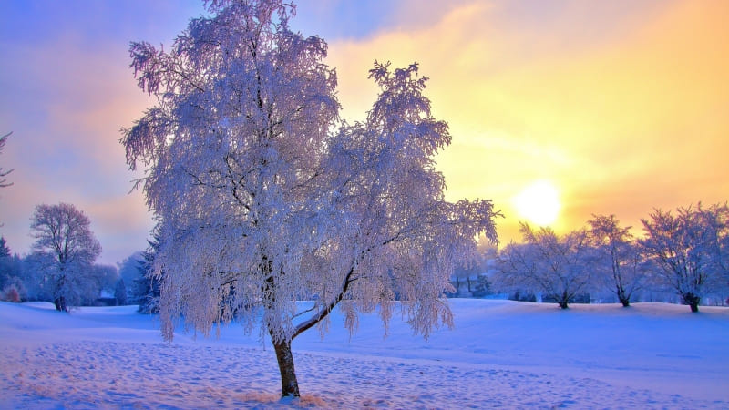 wallpaper paysage hiver arbre blanc