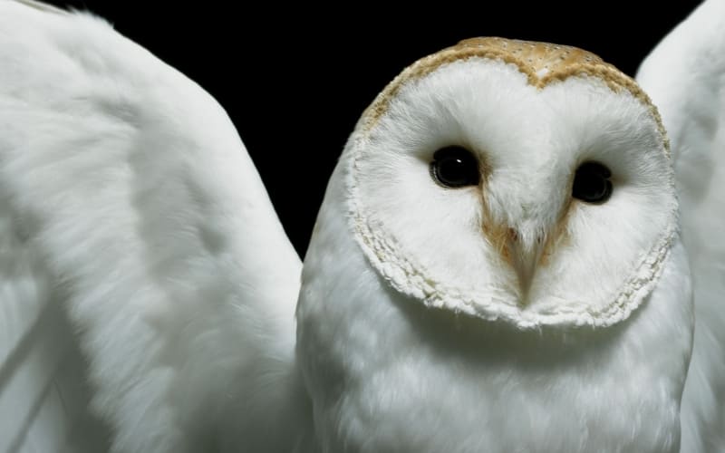 hibou chouette blanche photo