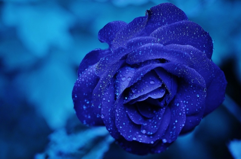 Fond d'écran HD fleur rose couleur bleu wallpaper photo smartphone bureau Windows tablette