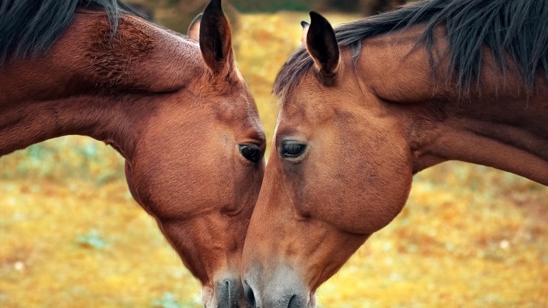 chevaux tête à tête photo image picture