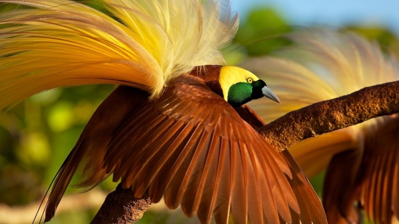 oiseaux de paradis grand émeraude photo