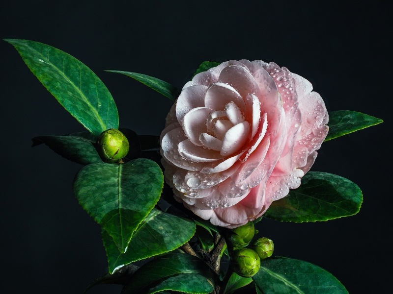 fleur de thé rose pâle image photo
