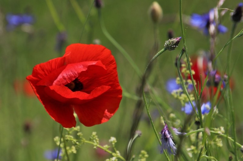 coquelicot pasja1000 photo fleurs été