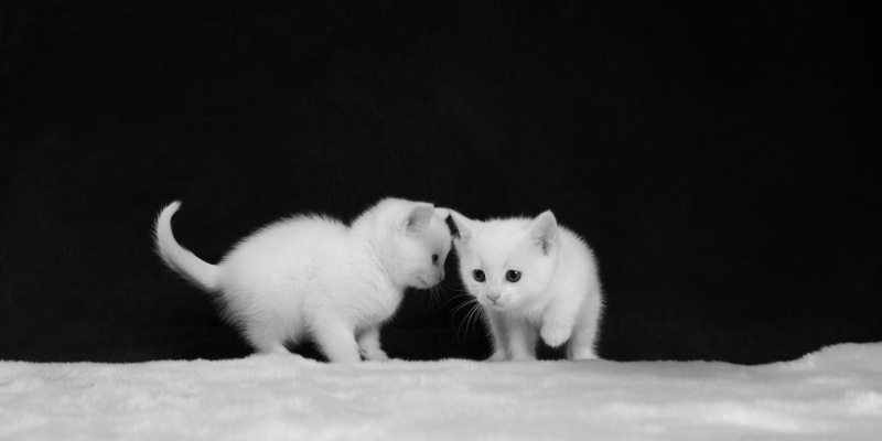 Fond d'écran HD chatons blanc image wallpaper