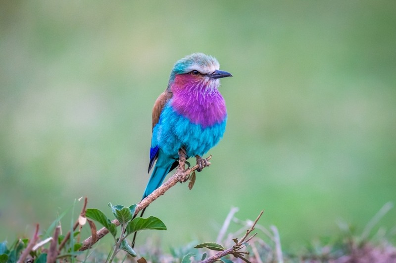 Fond d'écran HD oiseau rollier Coraciidae à ventre bleu photo image picture wallpaper