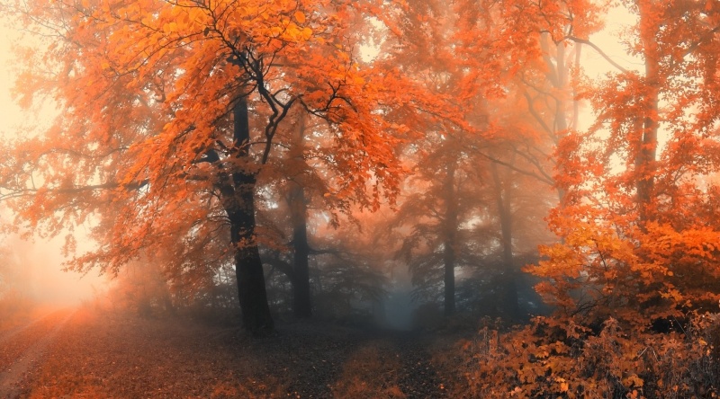 Fond d'écran HD croisée de chemin automne dans forêt brumeuse et brouillard télécharger gratuit photo picture