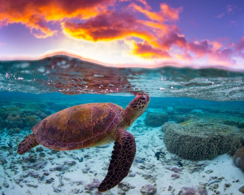 Tortue marine lagon photo fond écran