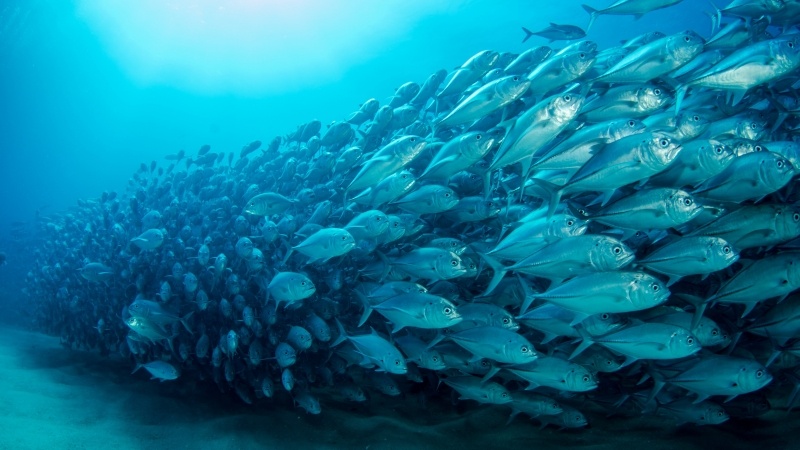 Wallpaper banc de poisson de mer photo