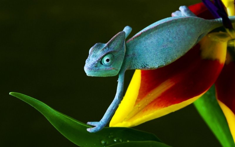 Fond d'écran HD caméléon lézard animal bleu sur fleur image picture photo