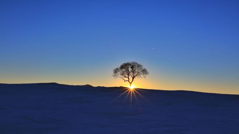 Paysage arbre soleil couchant nature désolée