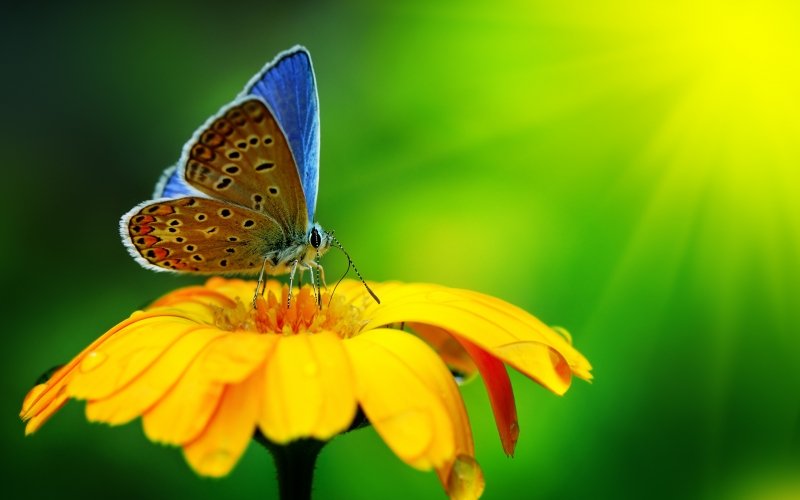 Fond ecran papillon butterfly wallpaper