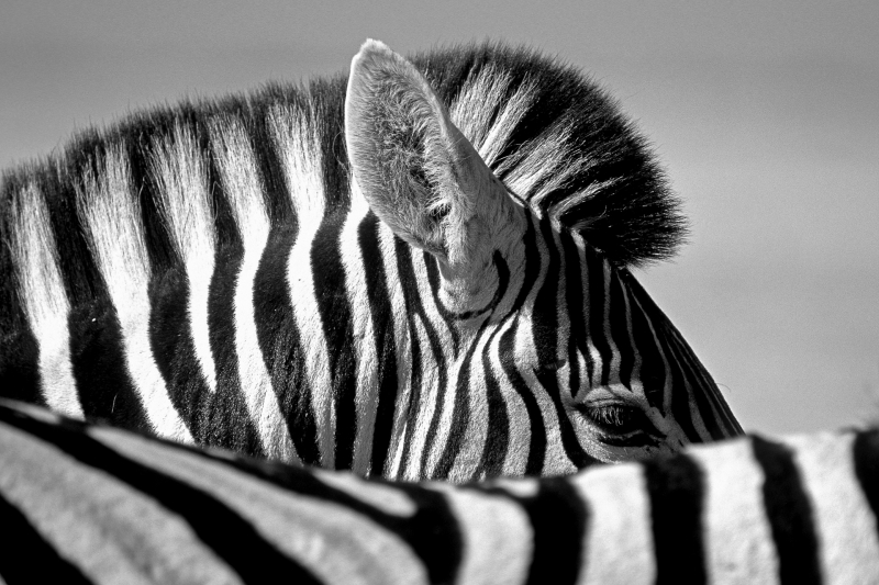 Photo noir et blanc zèbre