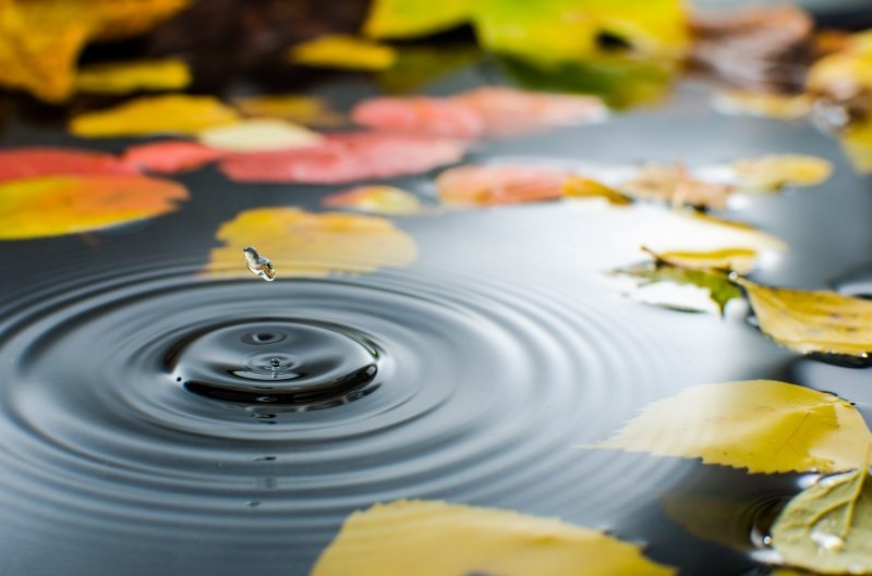 goutte eau feuilles automne HD 4K nature