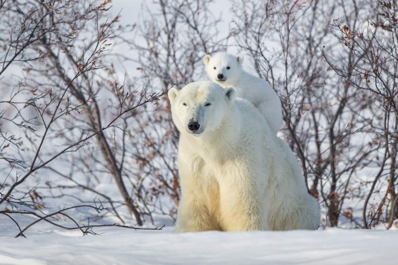 Photo ours polaire et son petit wallpaper