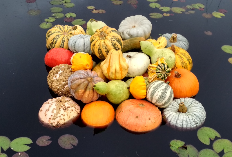 légumes automne butternut citrouille