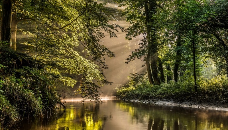 Forêt nature paysage et rivières