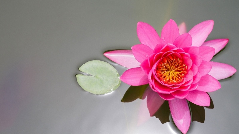 Nénuphar rose fleur d'eau