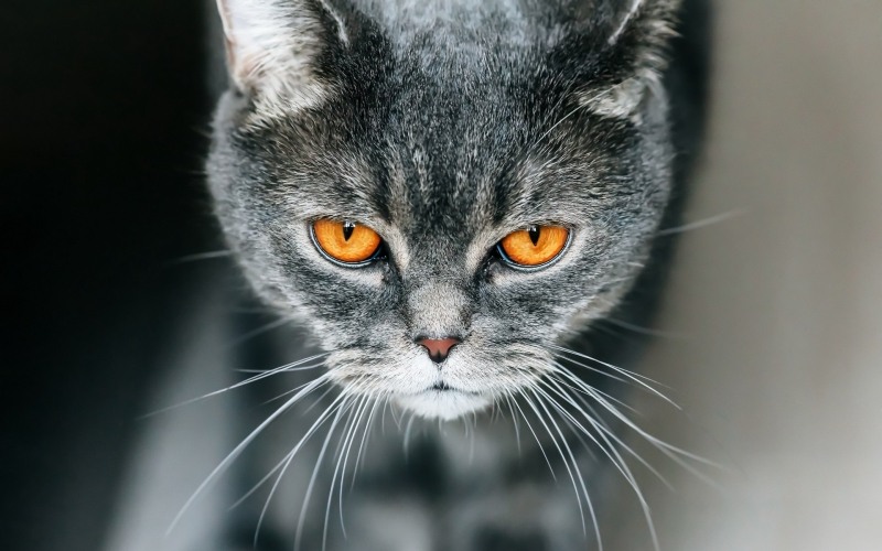 Chat gris yeux gros plan