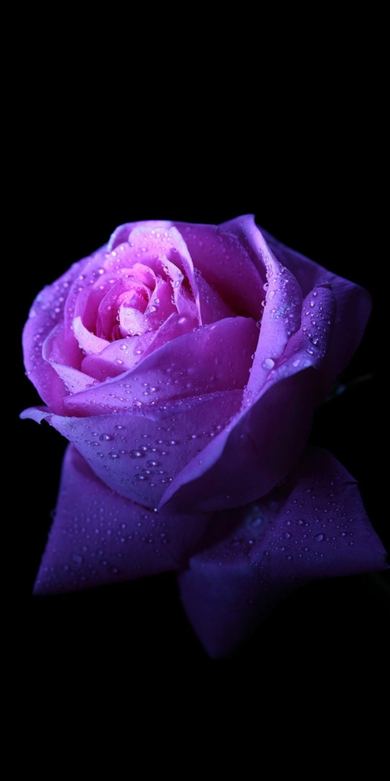 Fond écran HD smartphone 1080x2160 fleur rose pourpre goutte eau image picture télécharger gratuit Android Iphone