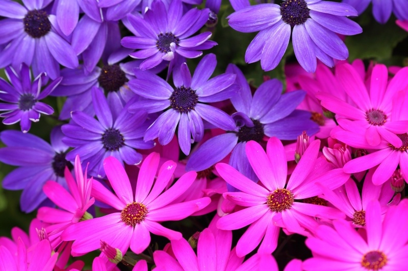 Fleurs colorées bleu et rose plante nature