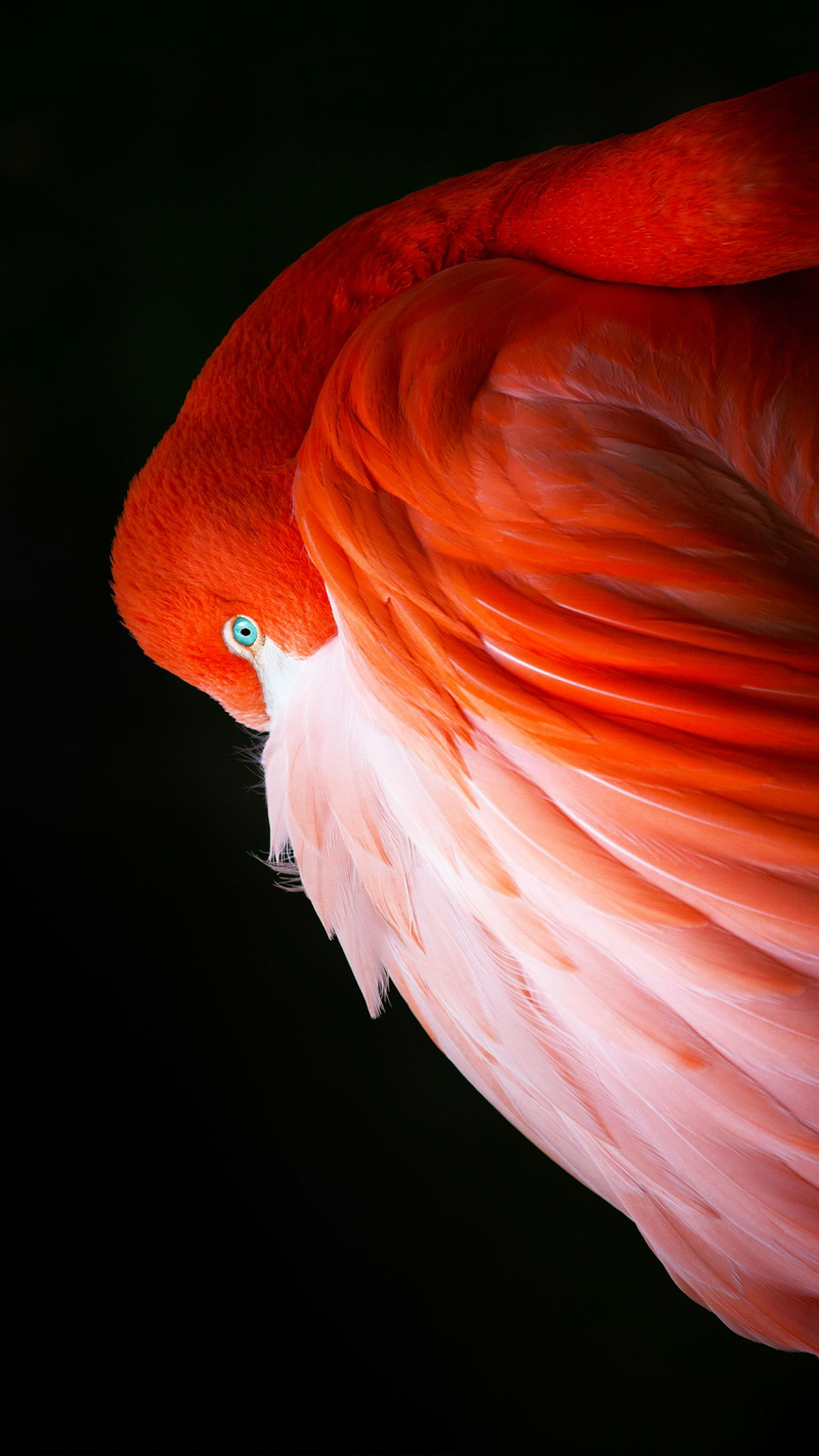 Fond ecran HD Apple Pro XDR oiseau flamant rose sur fond noir pour téléphone mobile smartphone picture image wallpaper