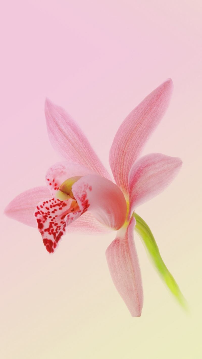 Smartphone fond ecran orchidée Samsung