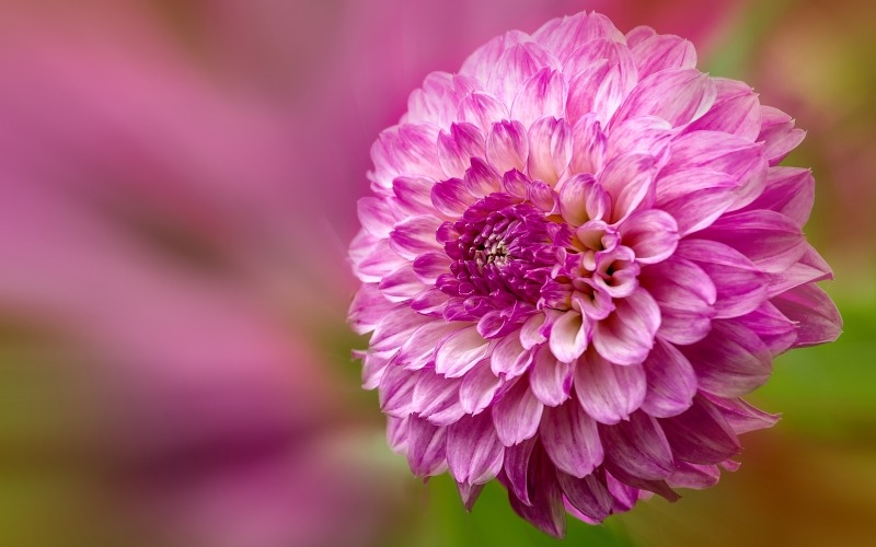 fleur dahlia rose en gros plan HD