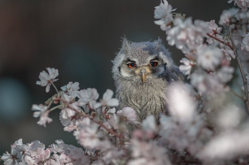 Photo jeune hibou dans cerisier en fleurs