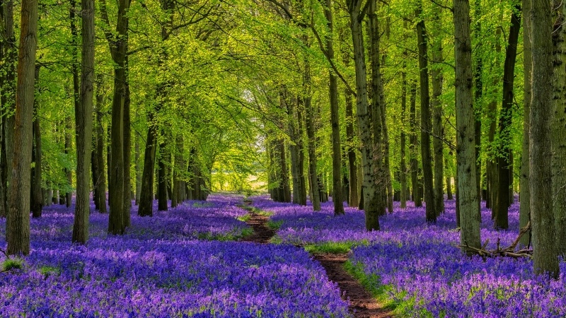 forêt au printemps fleurs violette