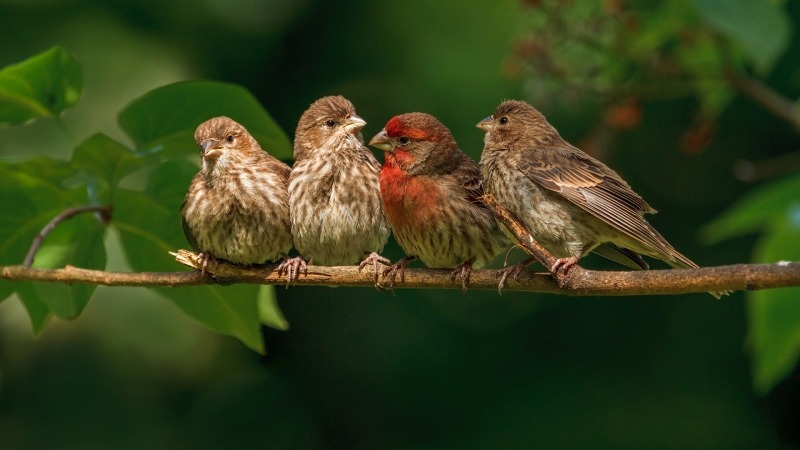 groupe oiseaux sur branche