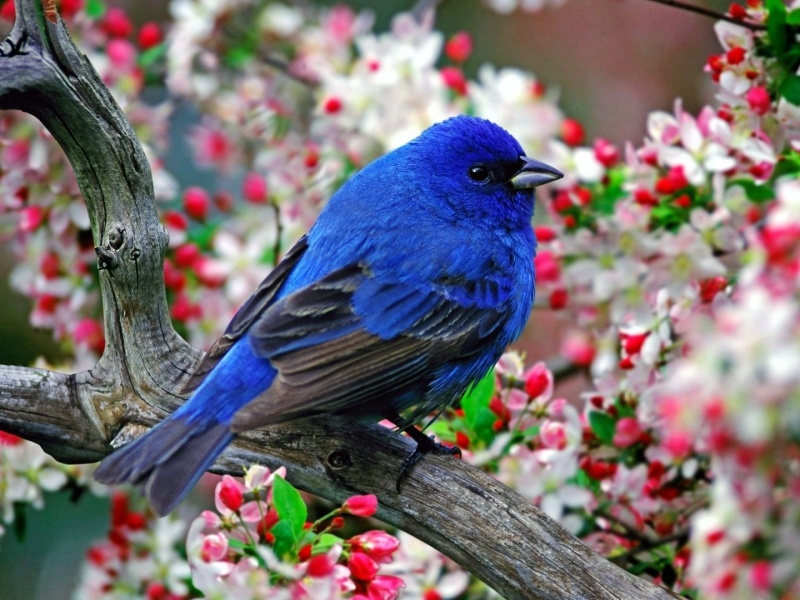 Oiseau bleu dans arbre en fleuris