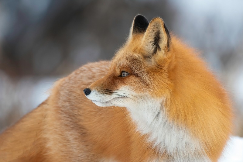 Renard roux dans la neige vue de profil