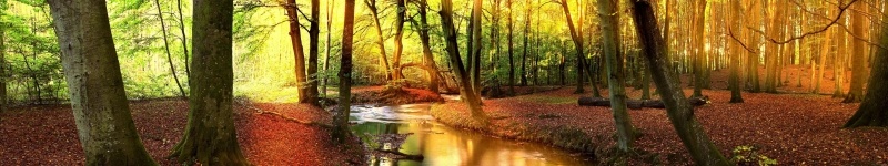 Panoramique sous bois forêt et rivière